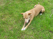 honden foto van mireille camara-vd ruijt