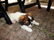 honden foto van jolanda