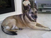 honden foto van Ria beekhof