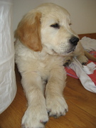 honden foto van Elvis