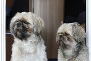 honden foto van Simone