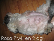 honden foto van Roosje