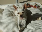 honden foto honden foto van Nadia & Xixa