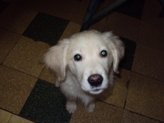 honden foto honden foto van Evi Indekeu