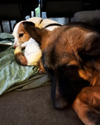 honden foto van Miriam en Storm