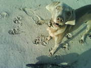 honden foto van pink_sartje