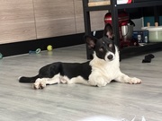 honden foto van Jippie