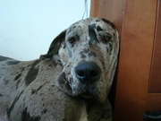 honden foto van Malikoe