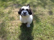 honden foto van Fientje