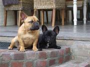 honden foto van marieke