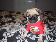 honden foto van Zsanett