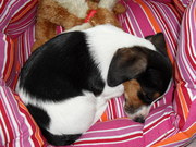honden foto van Toosje