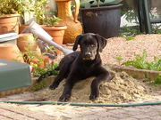 honden foto van Daphne