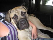 honden foto van sarah