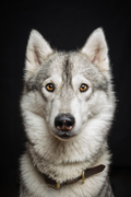honden foto van wolfsberoses