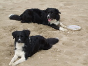 honden foto van Sandra 