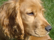 honden foto van Lizette