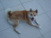 honden foto van marjolein