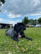 honden foto honden foto van mirthevaes