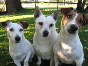 honden foto van Mickey