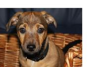 honden foto van Arts