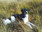 honden foto van Maartje, Kuba en Wette en Nibbit