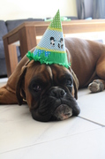 honden foto van germaine
