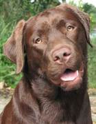 honden foto van L. van de Rijt