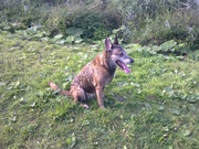 honden foto van Erica vd Graaf