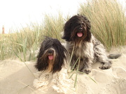 honden foto van schapendoeskennel v.d blijedoes