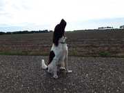 honden foto van Sjoerd Huisman