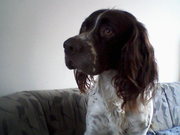 honden foto van kees bruyns