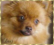 honden foto honden foto van thea uit venray