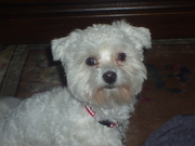 honden foto van katrien