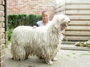 honden foto van Esther Schaddelee
