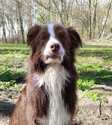 honden foto van Adriaan