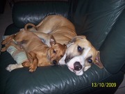 honden foto van Ronny