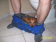 honden foto van Ronny