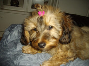 honden foto van zuidhoek