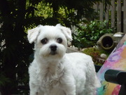 honden foto van annie