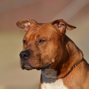 honden foto van Donleo de Jong 