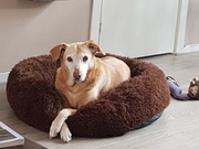 honden foto van Beau