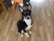 honden foto honden foto van Daniëlle Westra