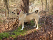 honden foto van Medgar Baziel