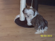 honden foto van Sylvia