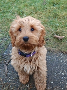 honden foto van Toby-Mulan