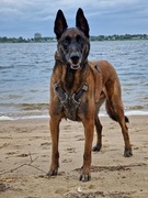 honden foto van Olga 