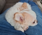 honden foto van Lizet