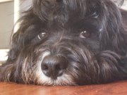 honden foto van netty 