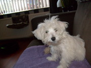 honden foto van bianca